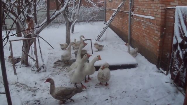 Рецепт шашлык из индейки / шашлык из  цесарки