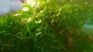 Аквариумные растения. Наяда гваделупская (наяс). // Aquarium plant Naiad Guadeloupe//