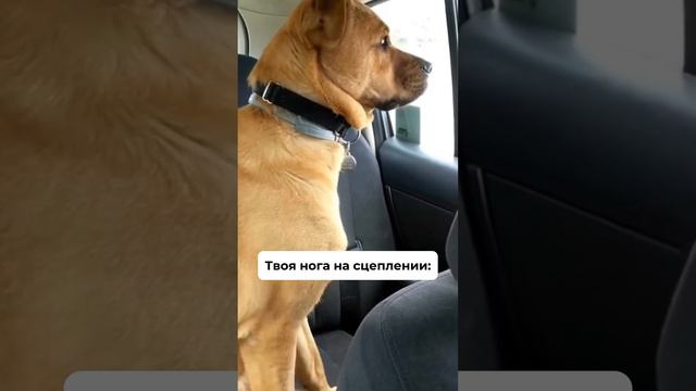 Нога на сцеплении #автошкола #automobile #тюмень #юмор #лучшаяавтошкола #пдд #прикол #трен