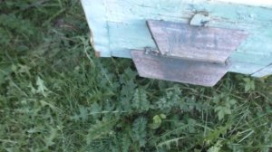 Как спасти отводок от напада ос