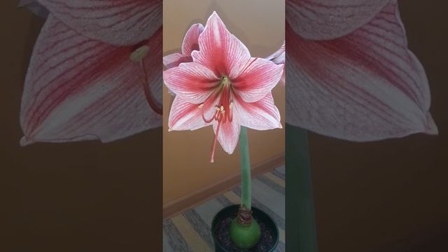 ГИППЕАСТРУМ. Результат моей первой посадки ? #комнатные_растения #гиппеаструм смотреть онлайн