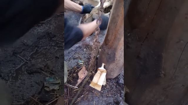 корова проткнула копыто. первая помощь  как ей помочь? жизнь за городом.