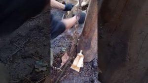 корова проткнула копыто. первая помощь как ей помочь? жизнь за городом.