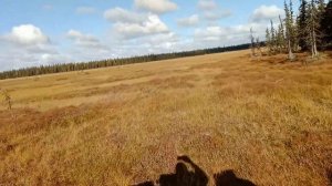 Каракат ЗИС-5, 25 км\ч по болоту на 4 передаче.