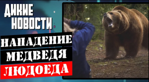 Жена сдала мужа охотника_Медведь растерзал женщину_Бобры захватили Томск_Дикие новости