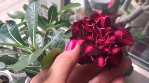 Адениум сорт Yu Jiao