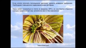 Такка  "Цветок дьявола".