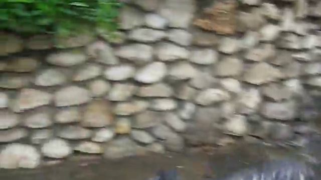 Бесповодочная прогулка борзой (уиппета) в густонаселённом городе смотреть онлайн