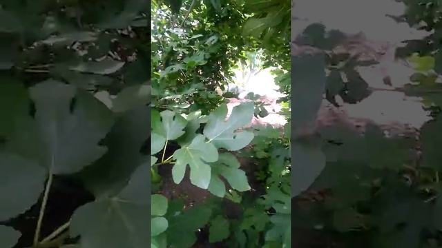 Инжир Краснодарский край Июнь месяц,неукрывной смотреть онлайн