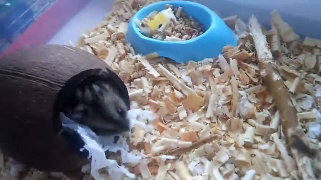 Переставила всех хомяков на окно а черепаху где были хомяки . Ириска родела❤💛💙💜💚 смотреть онлайн