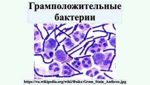 Грамположительные бактерии
