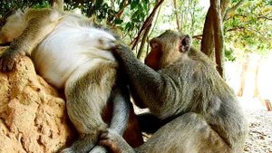 Big Samsoun Monkey Was Offer Best Grooming For Big Female Brinn Monkey