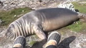 Elephant Seal Rolls Down Hill