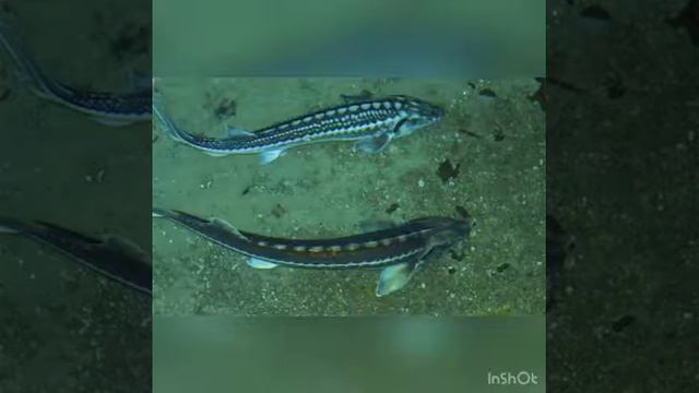 Проект . Вірші про Чорне море