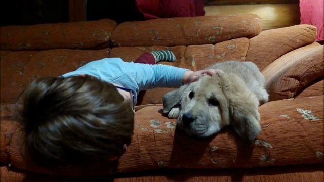 Канистерапия/Пет терапия/Зоотерапия 🐾💕
