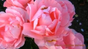 Роза флорибунда Жарден де Франс ? обзор: как сажать, саженцы розы Жарден де Франс