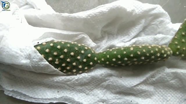 Purchase online cactus @99₹-125₹ смотреть онлайн