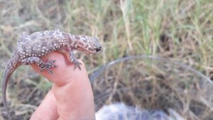 Средиземноморский домашний геккон и рептилии, окружающие нас - несколько фактов