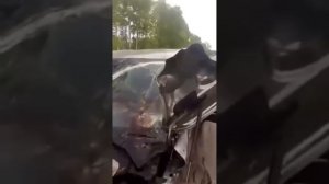 Медведь и лексус.