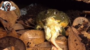 Bull Frog Can Eat Anything From Bird to Mice