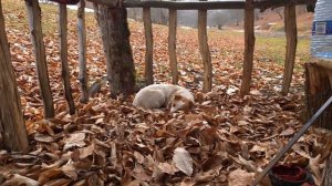 Готовим Куриную Шаурму на Костре в Садже