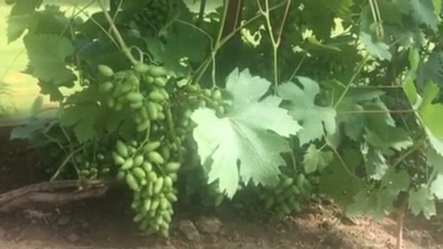 Виноград Ромео селекции Е.Павловского  2019г смотреть онлайн