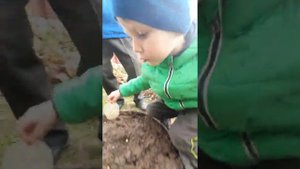 Как правильно посадить горох, чтобы он вырос большой, красивый и вкусный. Инструкция, мастер-класс.