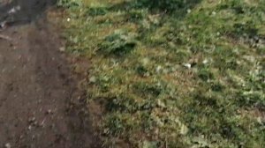 Дразнили гусей😅🤣