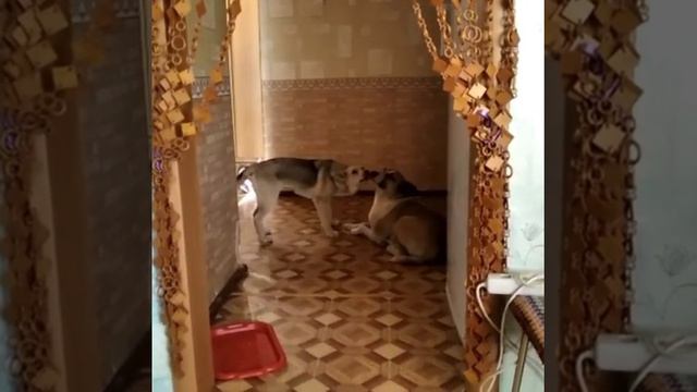 щенок-малышка 5,5 месяцев ищет дом. Нефтеюганск. смотреть онлайн