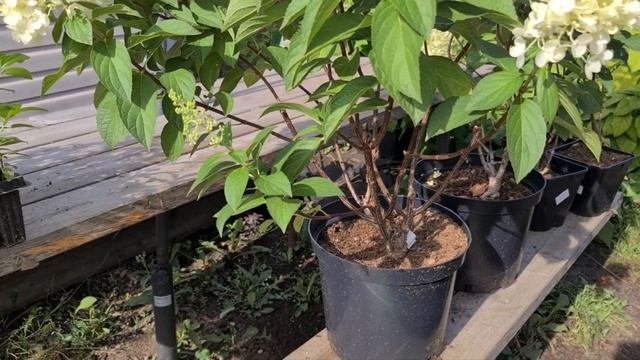 Сильвер Доллар. Неприхотлив и надежен при любой погоде