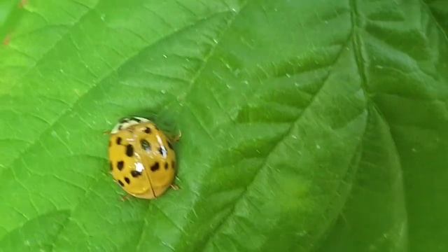 Божьи коровки. Интересные факты о божьих коровках. Божьи коровки хищники. Удивительные насекомые. смотреть онлайн