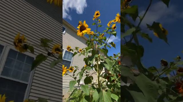 sunflower skyscraper