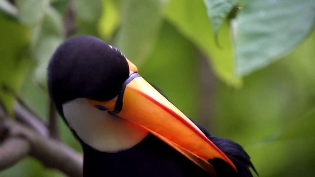 8K HDR 60FPS Dolby Vision - STUNNING ANIMALS 8K ULTRA HD - Colorful Dynamic смотреть онлайн