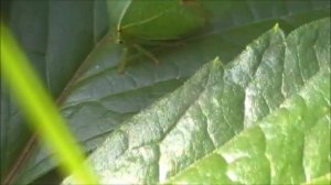 Бодушка бизонья и интересные факты о ней