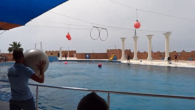 Турция, Алания, Дельфинарий / Turkiye, Alanya, Dolphinarium смотреть онлайн