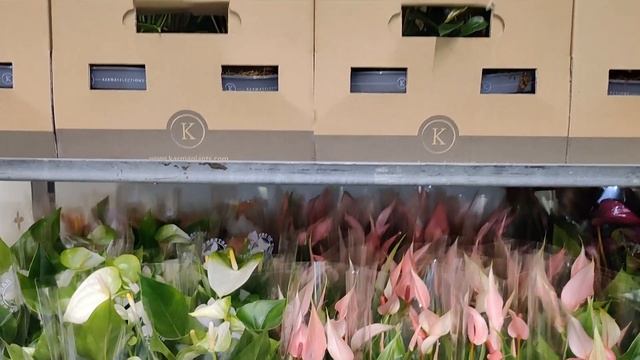 Цветы из Голландии. Приемка 04.09.21. Антуриум Exota, Cavalli, Joli Pink, Hotlips, Karma Black и др смотреть онлайн