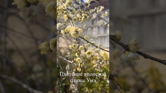 Япония. Цветение сливы Умэ.