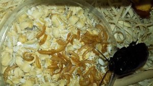 Как кушают мадагаскарские шипящие тараканы