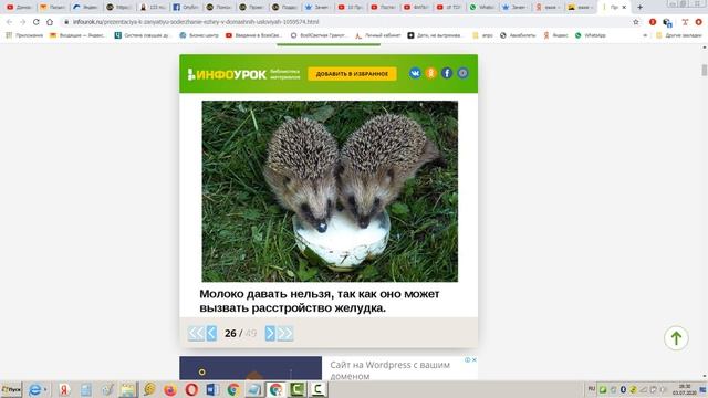 Содержание ежей в домашних условиях смотреть онлайн