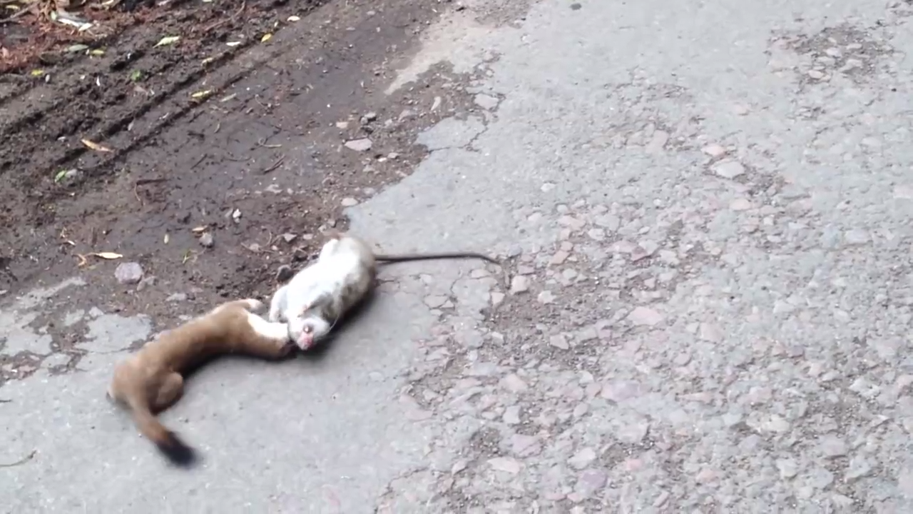 Схватка грызунов