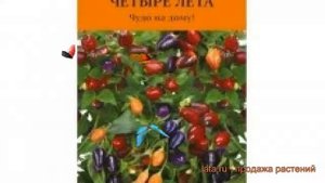 Перец кустарниковый Мексиканец (meksikanets) ? обзор: как сажать, семена перца Мексиканец