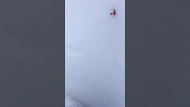 Калина или волчья ягода как узнать смотреть онлайн