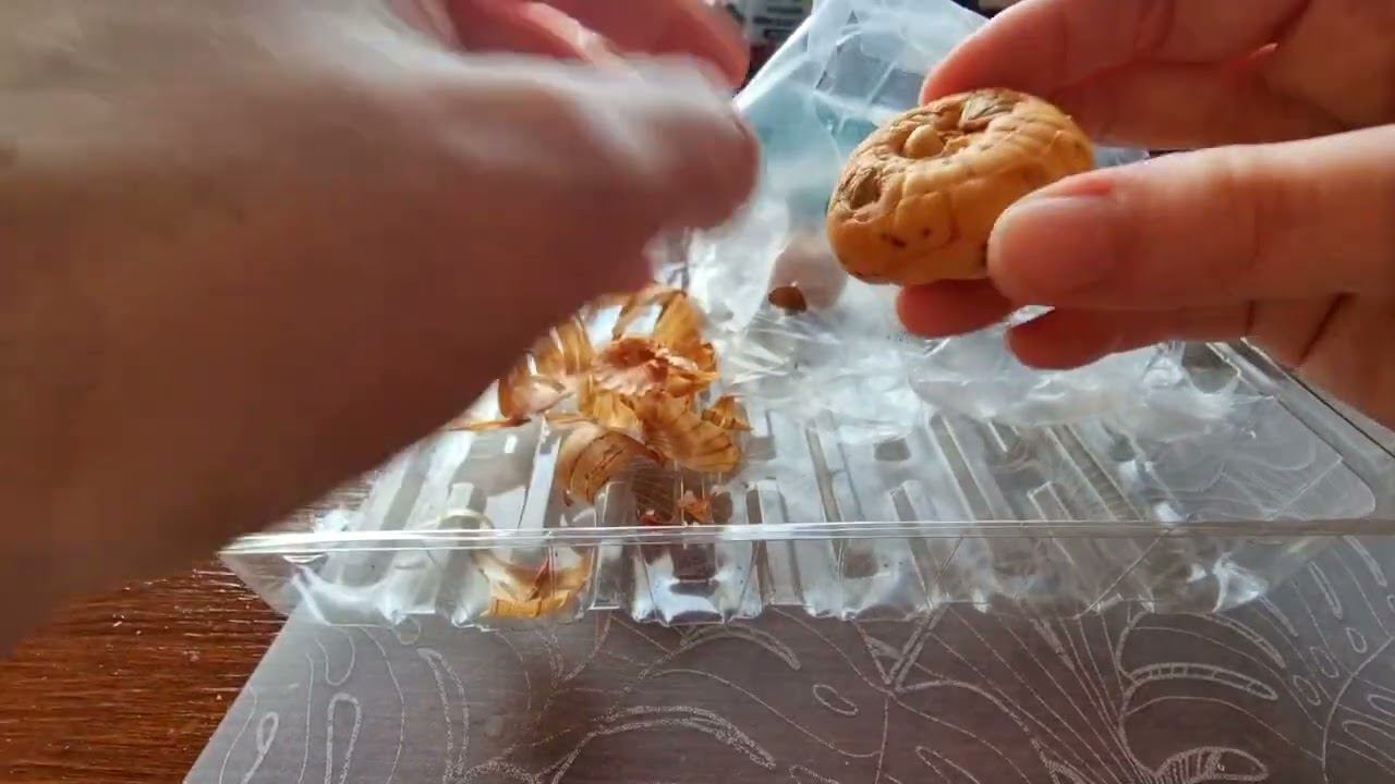 Готовим гладиолусы к посадке смотреть онлайн