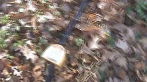 Коп монет Асей 250 + Нел Торнадо.Выпуск №1