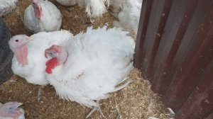 ИНДЮКИ. ПРОПОЙКИ. МЕТРОНИДАЗОЛ. ОТВЕТЫ НА ВОПРОСЫ.