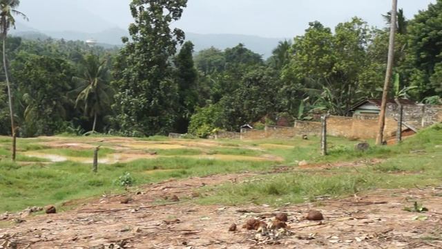 Шри-Ланка. Пиннавела -- слоновий питомник. смотреть онлайн