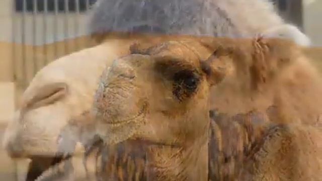 Удивительные факты о зрении животных смотреть онлайн