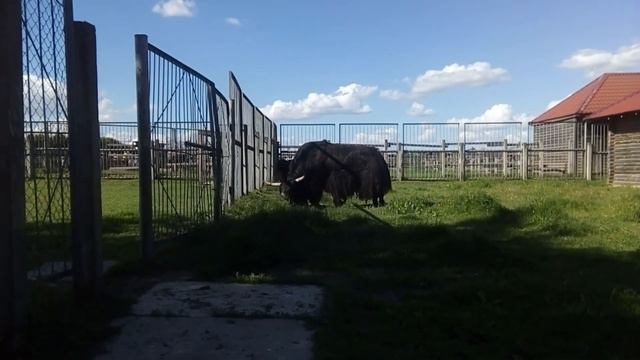 Зоосад! Zoo! смотреть онлайн