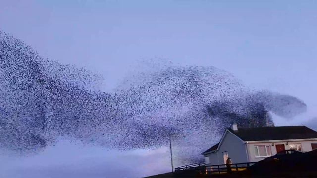 Sterling Murmurating смотреть онлайн