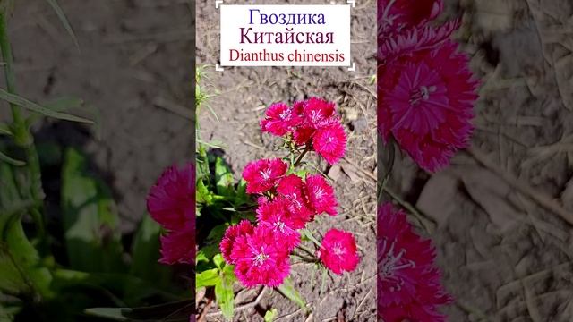 Гвоздика китайская. (Dianthus chinensis).?